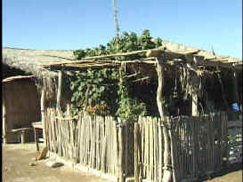 palapa7.jpg (13697 bytes)