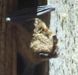 bat.jpg (8009 bytes)