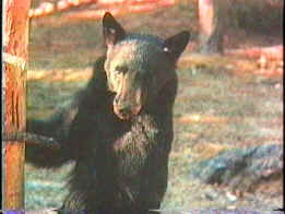 bear2.jpg (8181 bytes)