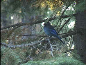 blue_jay.jpg (11243 bytes)