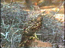 goshawk1.jpg (11359 bytes)