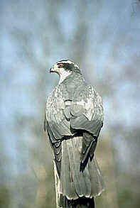 goshawk5.jpg (7092 bytes)