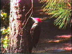 pileated4.jpg (9780 bytes)