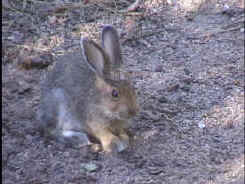 rabbit1.jpg (8203 bytes)